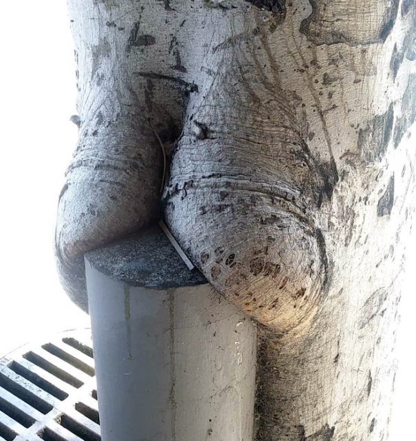Trees That Look Like Butts (20 pics)