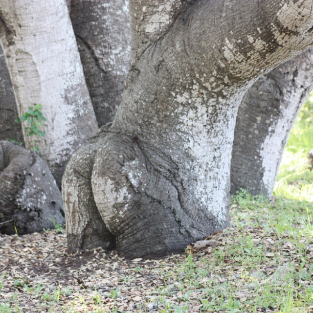 Trees That Look Like Butts (20 pics)