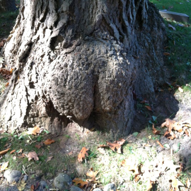 Trees That Look Like Butts (20 pics)