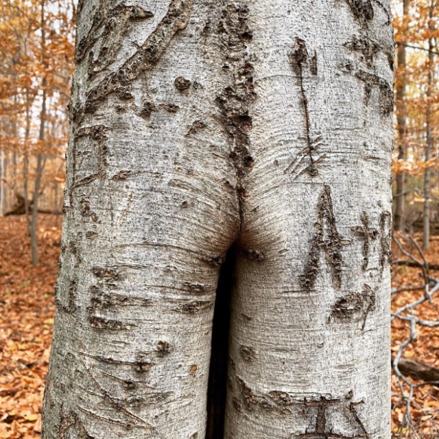 Trees That Look Like Butts (20 pics)