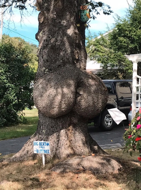 Trees That Look Like Butts (20 pics)