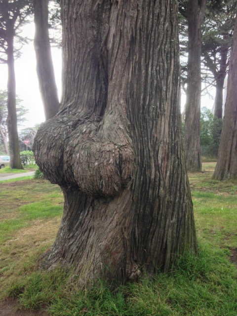 Trees That Look Like Butts (20 pics)