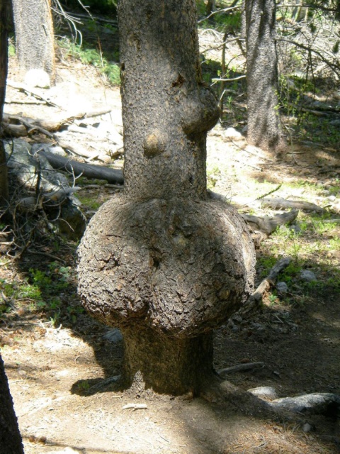 Trees That Look Like Butts (20 pics)