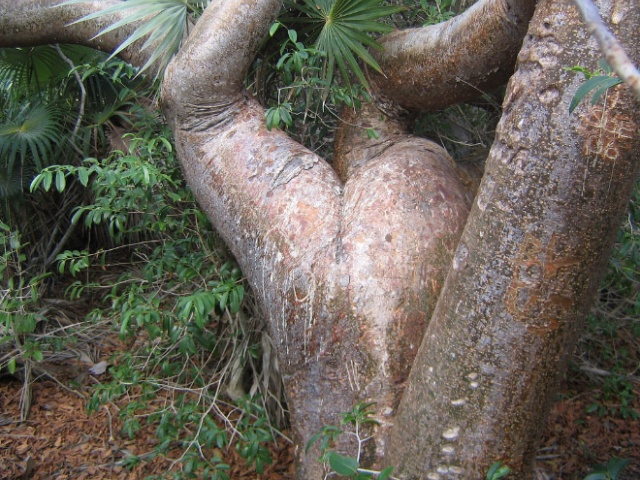 Trees That Look Like Butts (20 pics)