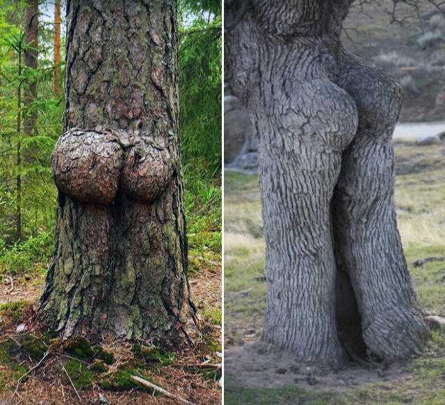 Trees That Look Like Butts (20 pics)