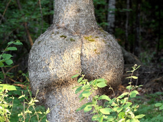 Trees That Look Like Butts (20 pics)