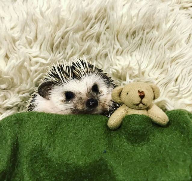 Happy Hedgehog (35 pics)