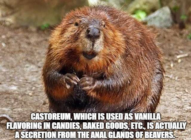 Food Facts (15 pics)
