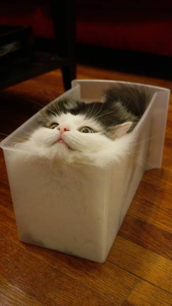Cats Logic (25 pics)