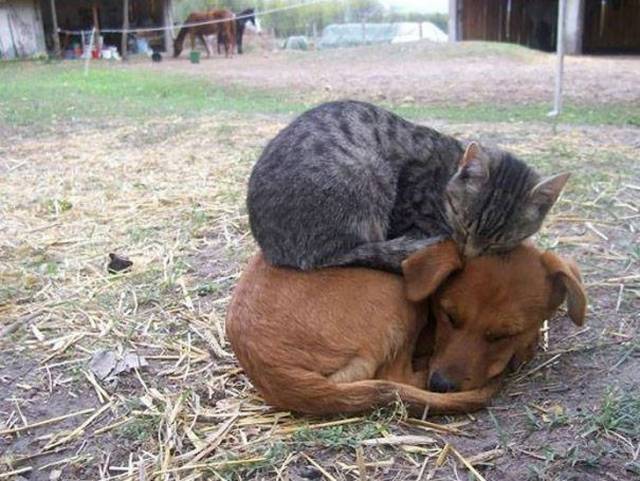 Cats Logic (25 pics)