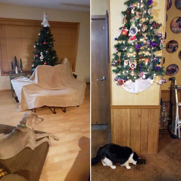 Cat-Proof Christmas Trees (20 pics)