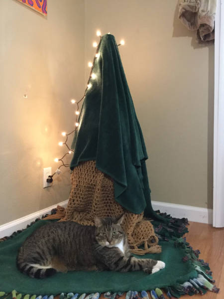 Cat-Proof Christmas Trees (20 pics)