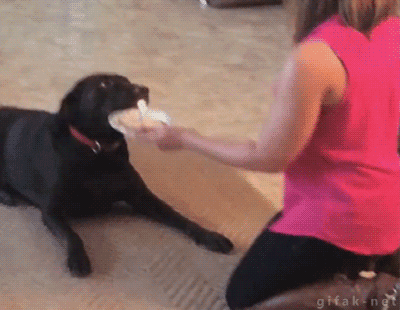 Acid Gifdump, December 5, 2018 (25 gifs)