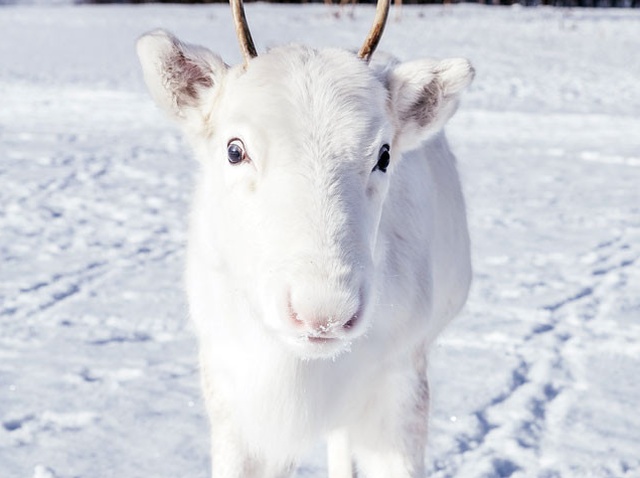 White Reindeer In Norway (5 pics)