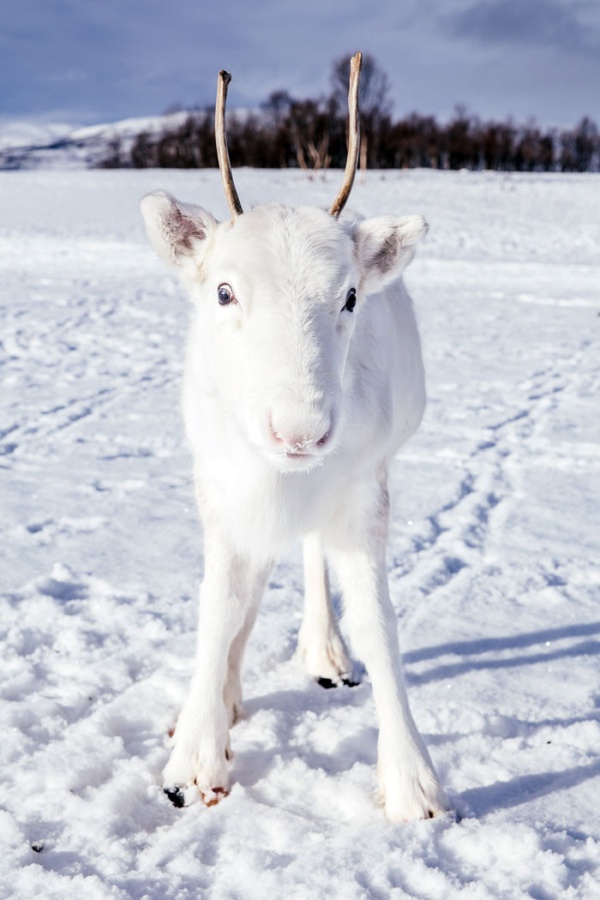White Reindeer In Norway (5 pics)