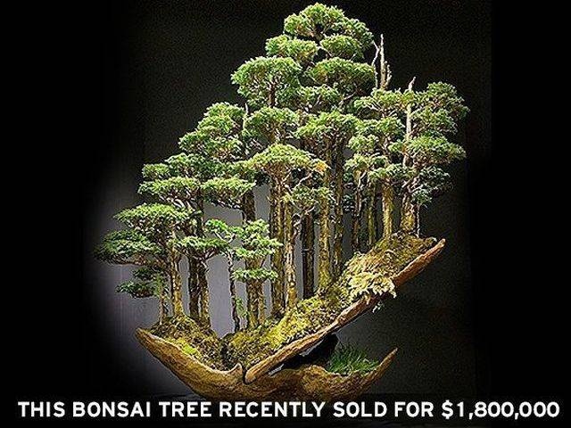 Acid Picdump (96 pics)