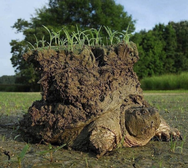 Acid Picdump (96 pics)