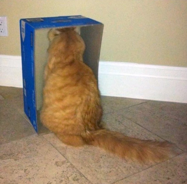 Cats Who Can’t Figure Out Walls (20 pics)