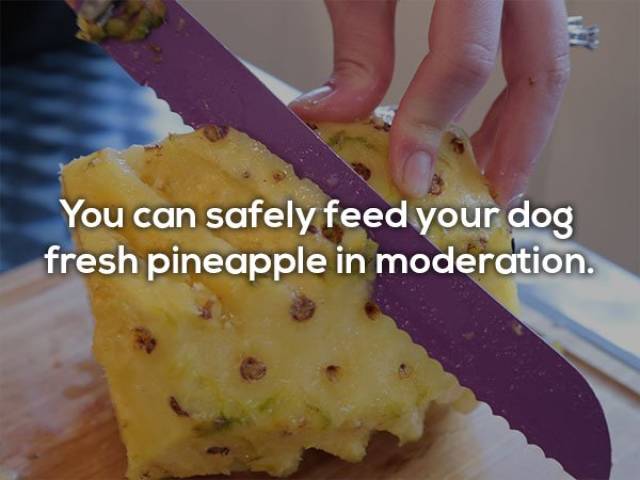 Human Foods That Dogs Can Eat (9 pics)