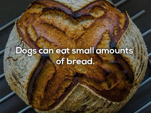 Human Foods That Dogs Can Eat (9 pics)