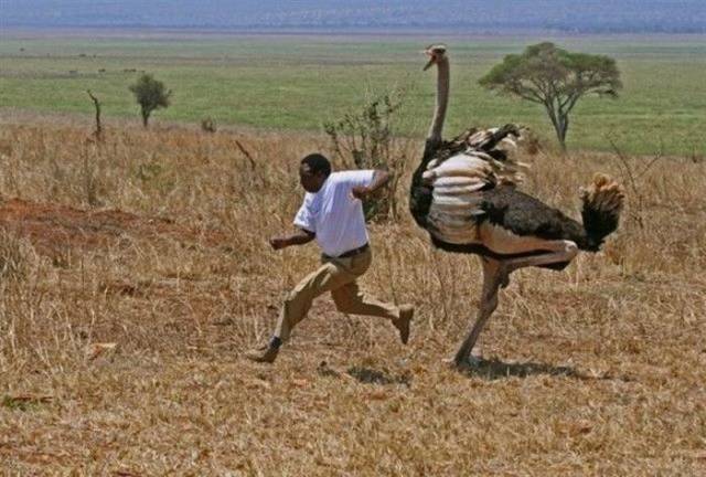Humans Compared To Animals (31 pics) Humans Compared To Animals (31 pics)