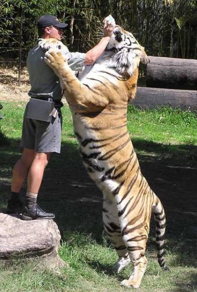 Humans Compared To Animals (31 pics) Humans Compared To Animals (31 pics)
