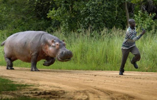 Humans Compared To Animals (31 pics) Humans Compared To Animals (31 pics)