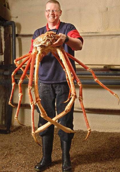 Humans Compared To Animals (31 pics) Humans Compared To Animals (31 pics)
