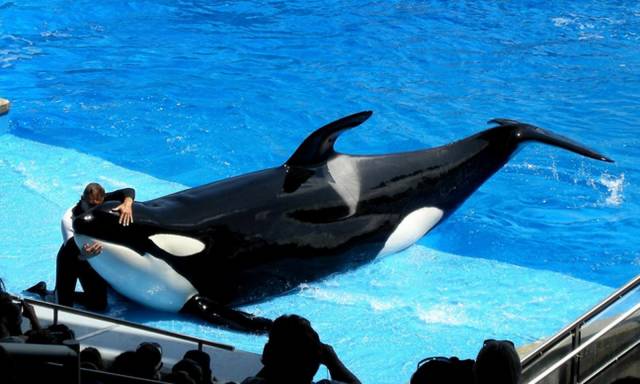 Humans Compared To Animals (31 pics) Humans Compared To Animals (31 pics)