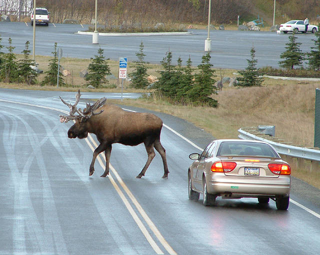 Humans Compared To Animals (31 pics)