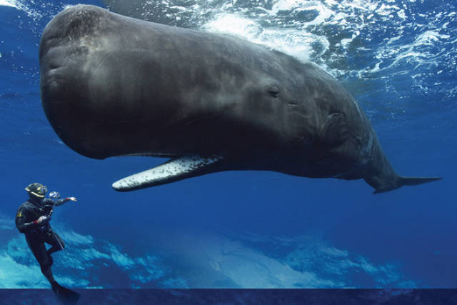 Humans Compared To Animals (31 pics) Humans Compared To Animals (31 pics)