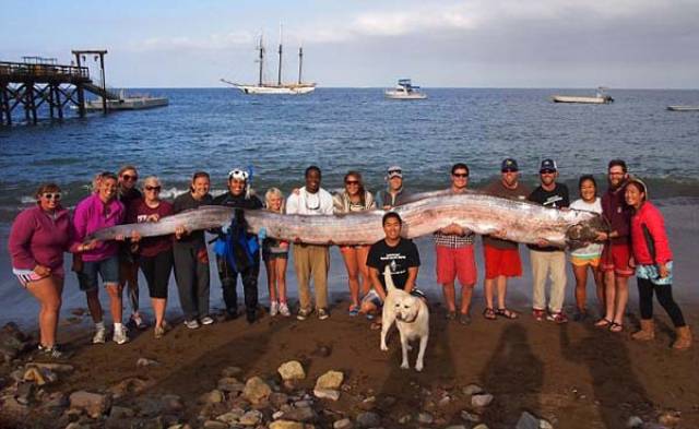 Humans Compared To Animals (31 pics) Humans Compared To Animals (31 pics)