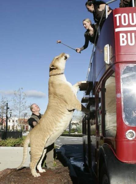 Humans Compared To Animals (31 pics) Humans Compared To Animals (31 pics)