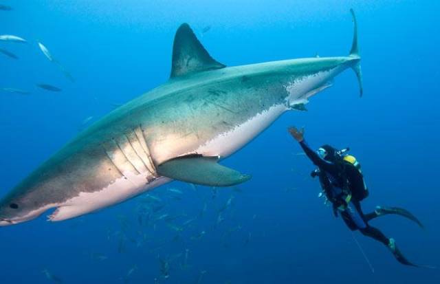Humans Compared To Animals (31 pics) Humans Compared To Animals (31 pics)