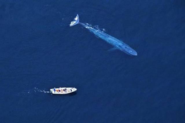 Humans Compared To Animals (31 pics) Humans Compared To Animals (31 pics)