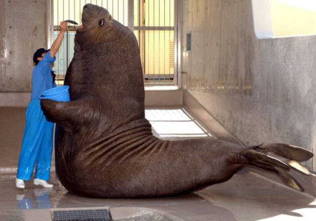 Humans Compared To Animals (31 pics) Humans Compared To Animals (31 pics)