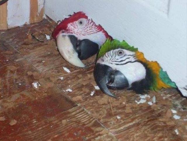 Acid Picdump (100 pics)