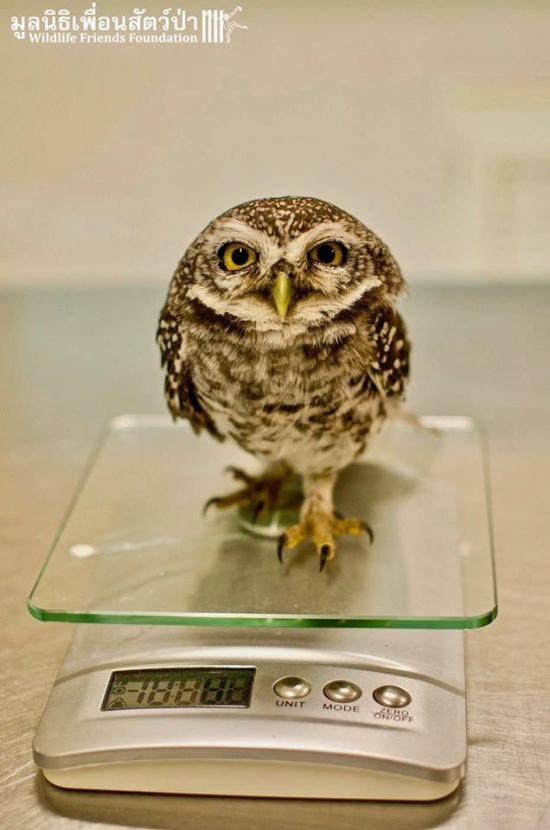 Releasing Owlets (14 pics)