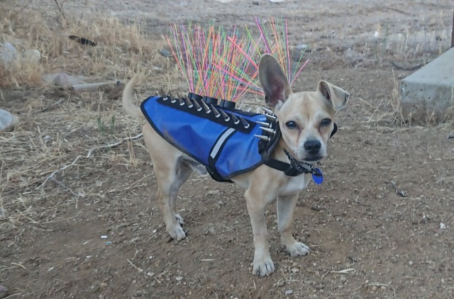 In The US, Small Dogs Have To Wear Spiked Vests So That Coyotes Do Not Grab Them (5 pics)