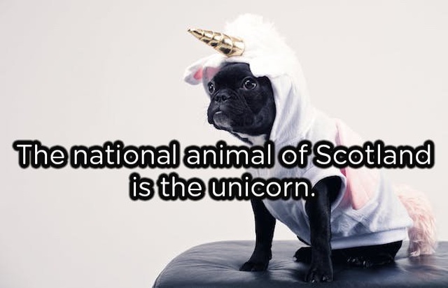 Interesting Facts (19 pics)