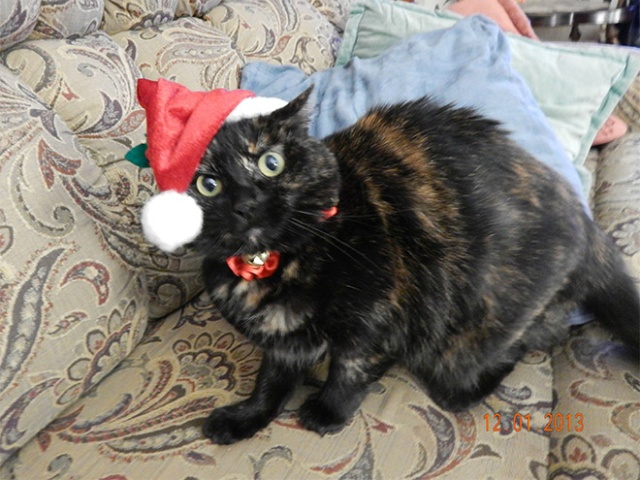 Why Pets Hate Christmas (20 pics)