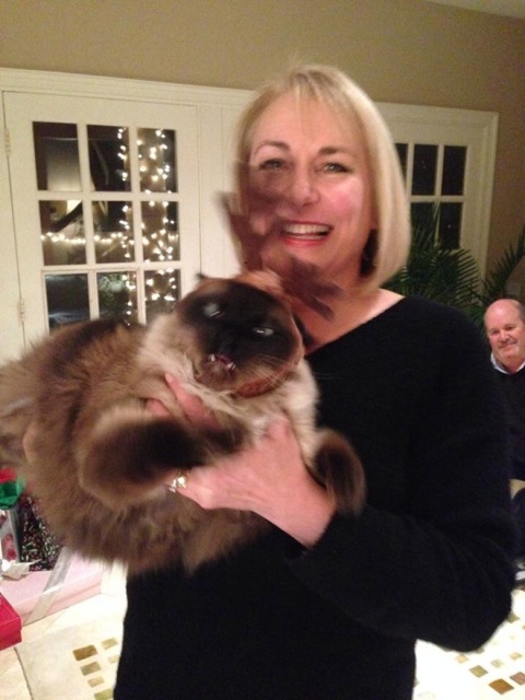 Why Pets Hate Christmas (20 pics)
