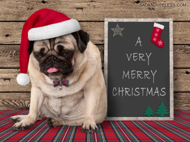 Why Pets Hate Christmas (20 pics)