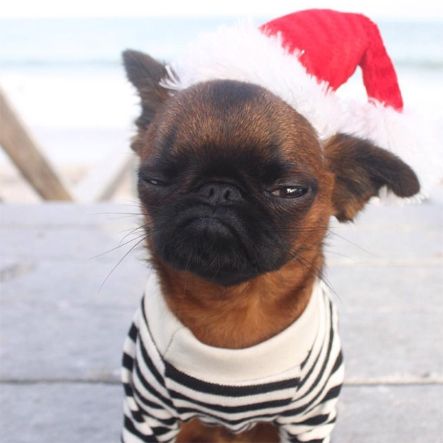 Why Pets Hate Christmas (20 pics)