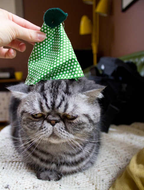 Why Pets Hate Christmas (20 pics)