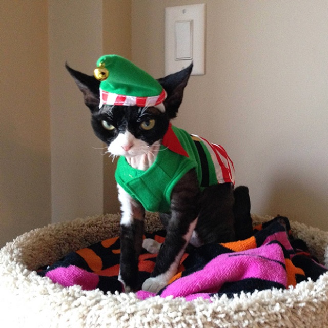 Why Pets Hate Christmas (20 pics)