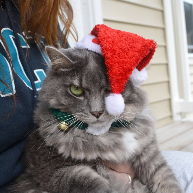 Why Pets Hate Christmas (20 pics)