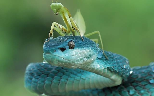 Acid Picdump (96 pics)
