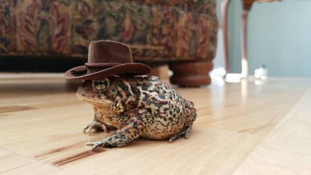 Acid Picdump (96 pics)