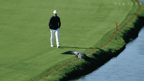 Animals Invading The Field (17 gifs)